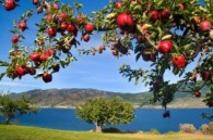 Grow Fresh Organics Orchard